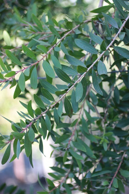 Melaleuca quinquenervia