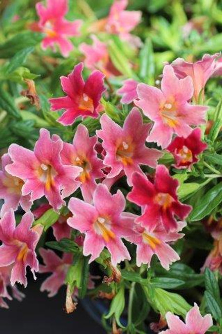 Mimulus Jelly Bean