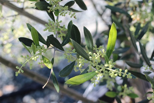 Olive 'Koroneiki'