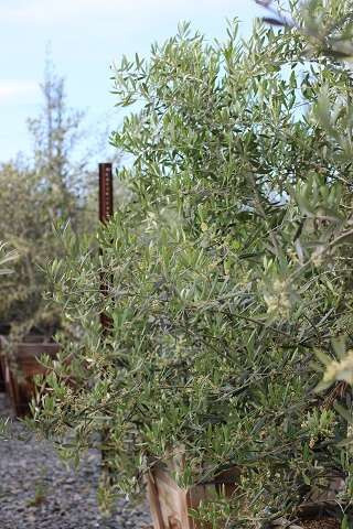 Olea europaea 'Wilsonii'