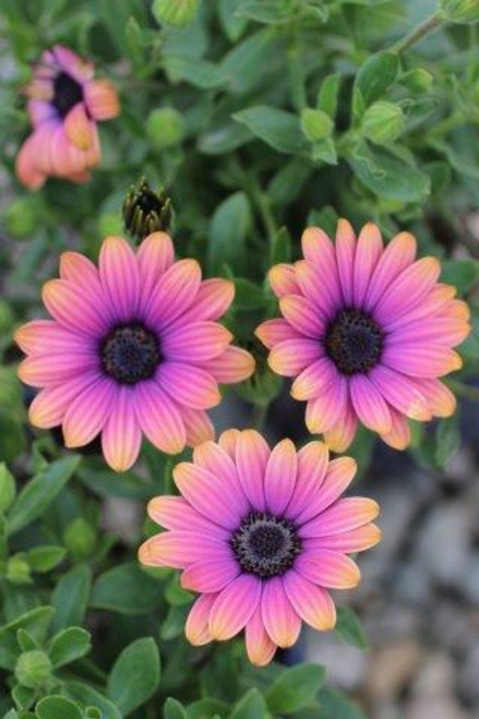 Osteospermum 'Zion'