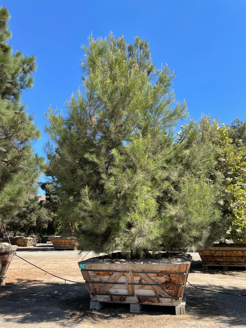 Pinus halepensis 60" box