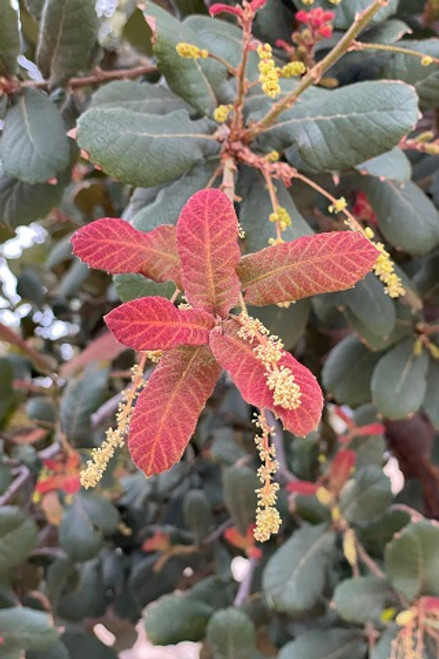 Quercus rugosa