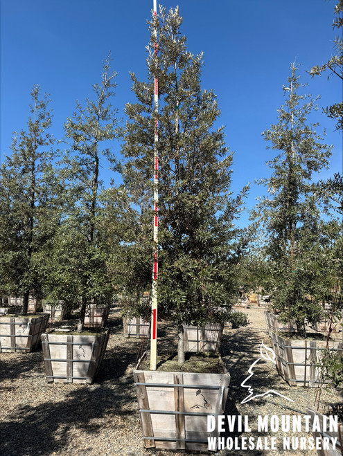 Quercus hypoleucoides Natural 36" box