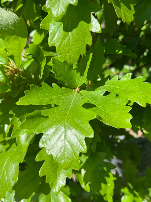 Quercus Kindred Spirit