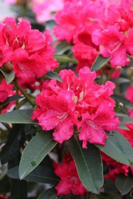 Rhododendron 'The Honorable Jean Marie de Montague'