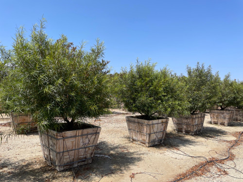 Rhus lancea 36" box Multi