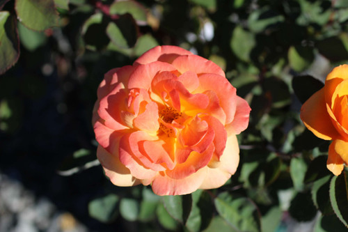 Rosa Midas Touch™ (Hybrid Tea) - Devil Mountain Wholesale Nursery