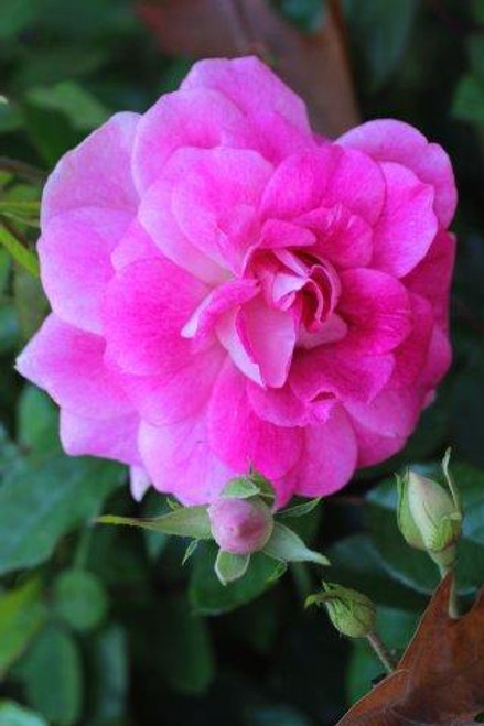 Rosa 'Brilliant Pink Iceberg' (Floribunda)