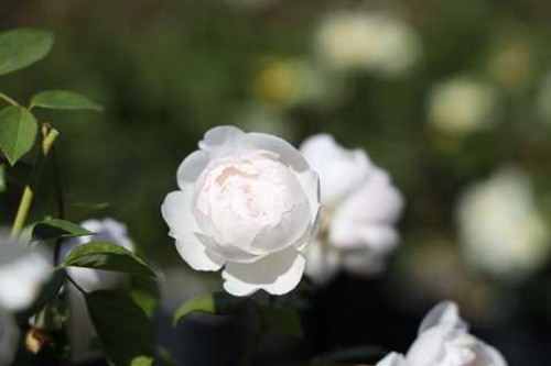 Rosa Desdemona (David Austin)