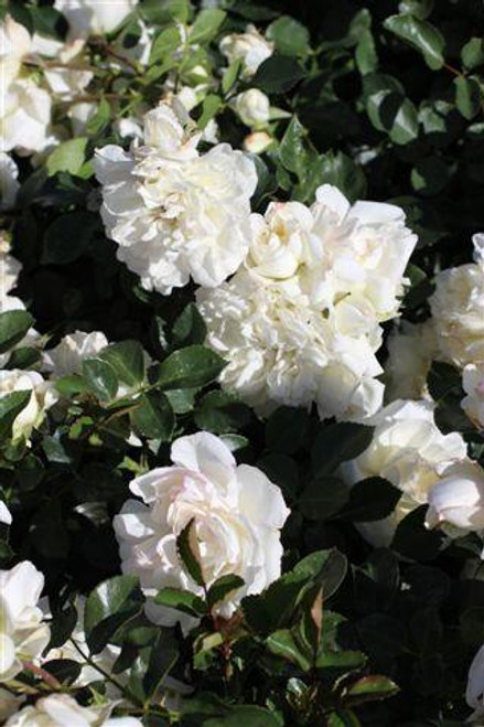 Rosa 'Meidiland White'