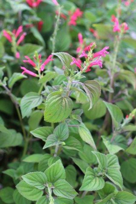 Salvia elegans (Pineapple Sage)