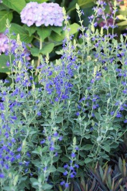 Salvia chamaedryoides 'Marine Blue'