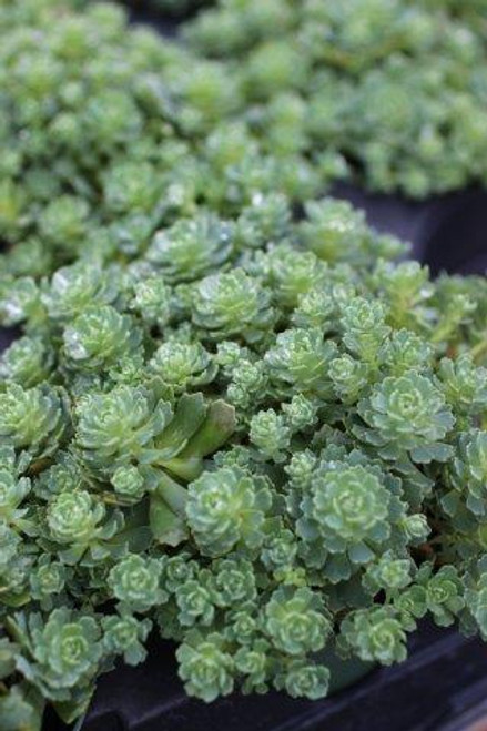 Sedum pachyclados