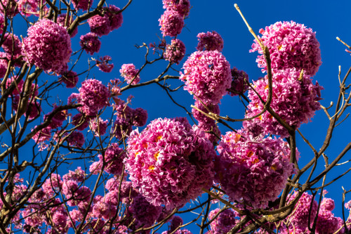 Tabebuia ipe flower