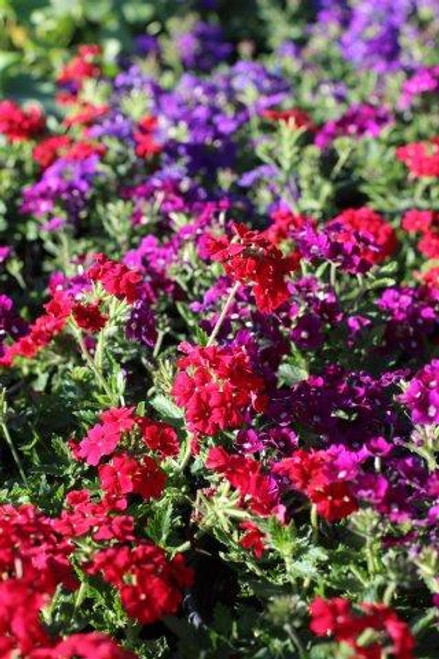 Verbena Lanai