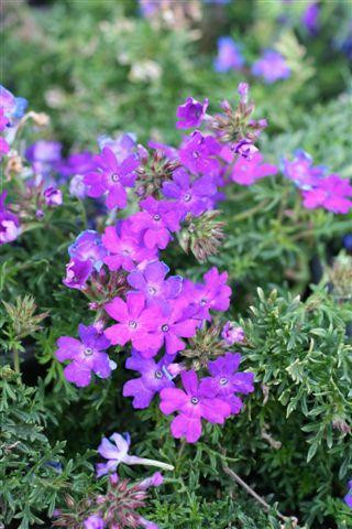 Verbena Tapien Blue Violet flower