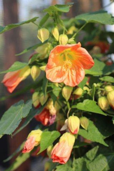 Abutilon Lucky Lantern Red