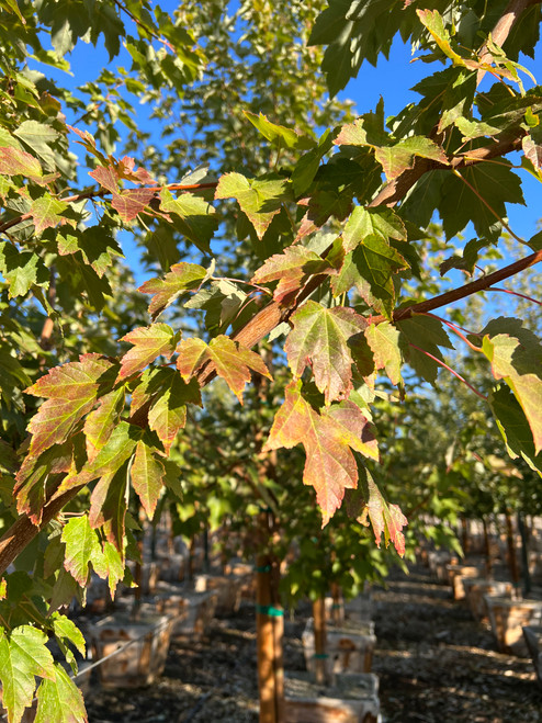 Acer rubrum October Glory® foliage