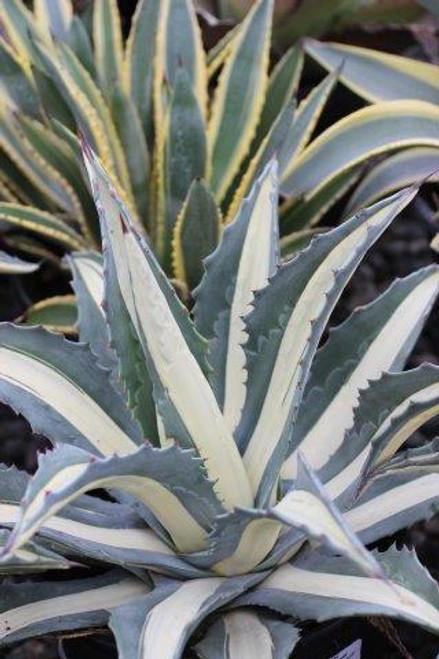 Agave americana var. medio-picta 'Alba'