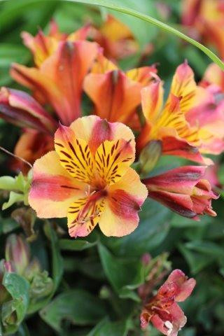 Alstroemeria Colorita® Princess Diana (Pink/Yellow) - Devil