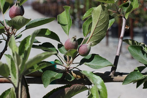 Apple 6-N-1 Multi-Grafted Espalier - Devil Mountain Wholesale Nursery