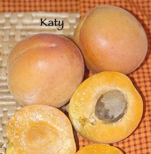 apricotページ Apricot – Southern Idaho Landscape Center