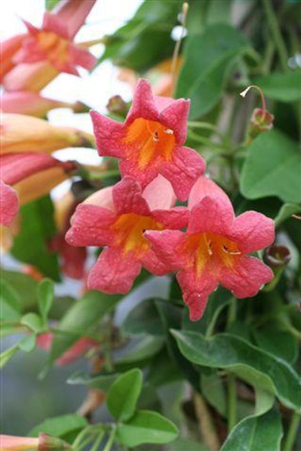 Bignonia capreolata 'Tangerine Beauty'