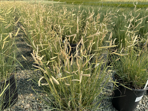 Bouteloua gracilis 'Blonde Ambition' 1 gal