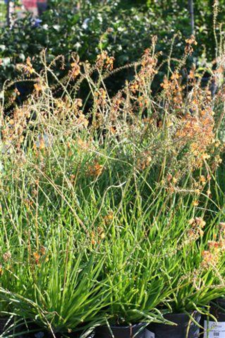 Bulbine frutescens 'Tiny Tangerine'