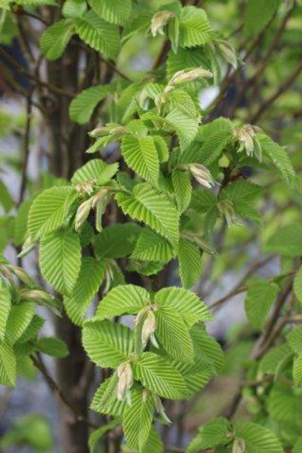 Carpinus betulus 'Columnaris Nana'