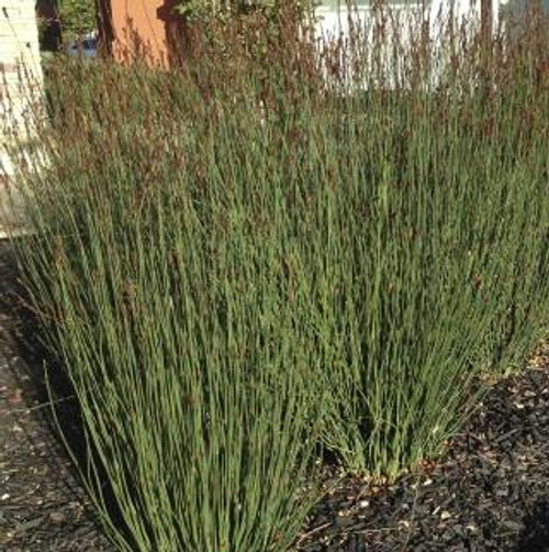 Chondropetalum tectorum