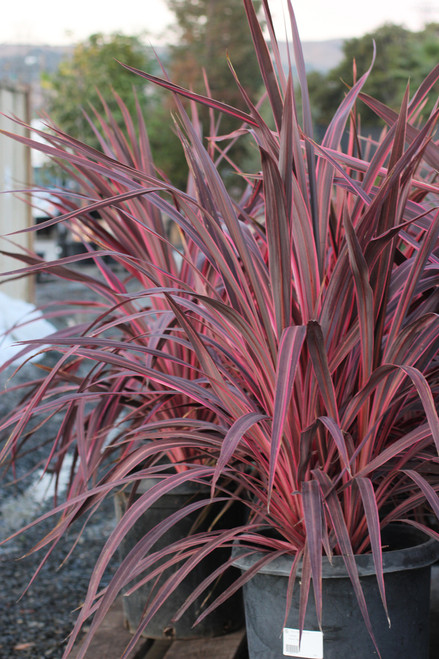 Cordyline banksii Electric Pink - Devil Mountain Wholesale Nursery