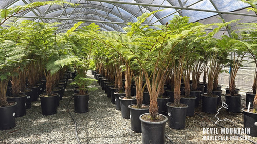 Cyathea (Alsophila) cooperi 'Brentwood' 15 gal