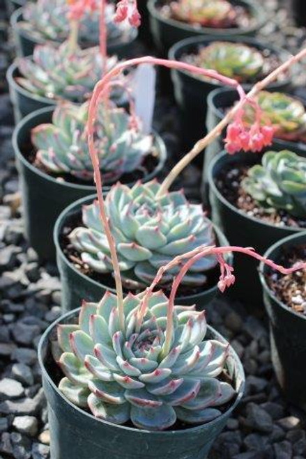 Plant Catalog - Cactus & Succulents - Page 8 - Devil Mountain 