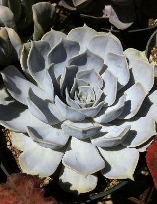 Echeveria lilacina 1g
