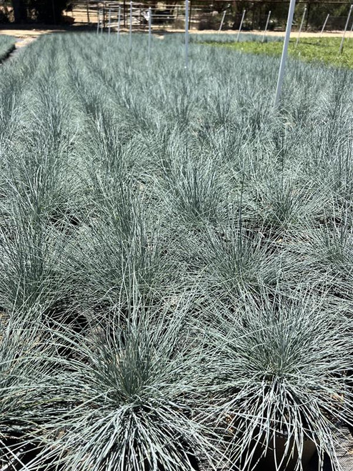 Plant Catalog - Grasses & Grass-like Plants - Page 3 - Devil