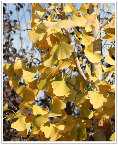 Ginkgo biloba 'Autumn Gold'