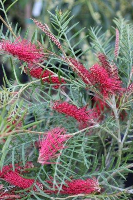 Grevillea 'Red Hooks'