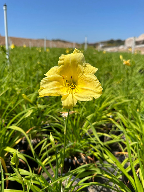houseonthehill yellowflower ロンティ 80サイズ Hemerocallis 'Lemon Yellow' (Deciduous) - Devil Mountain Wholesale