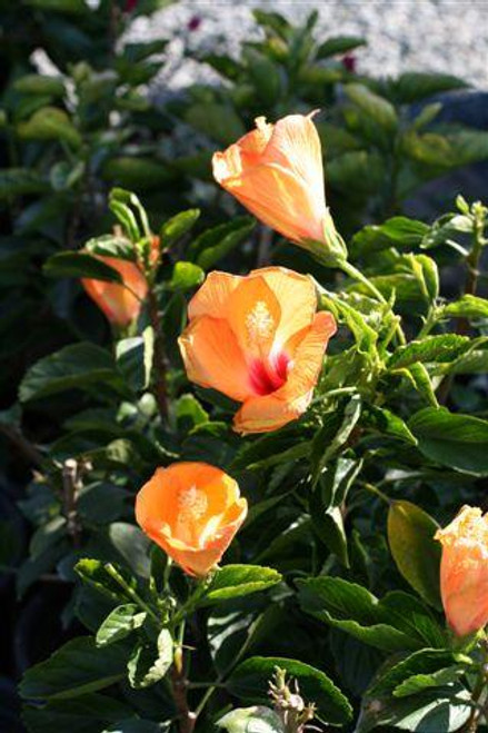 Hibiscus rosa-sinensis 'Butterball'