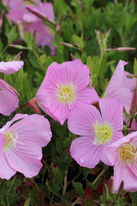 Oenothera speciosa 'Siskiyou'