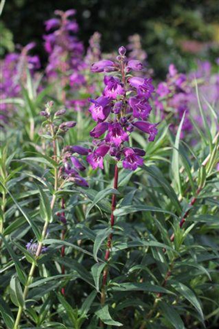 Penstemon gloxinioides 'Midnight'