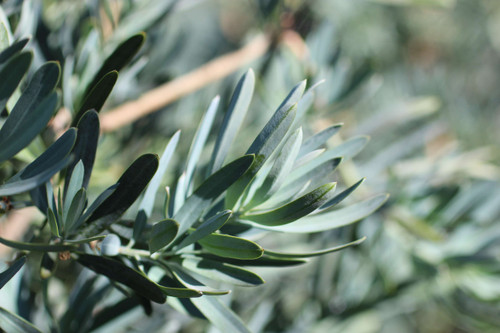 Podocarpus elongatus Icee Blue - Devil Mountain Wholesale Nursery
