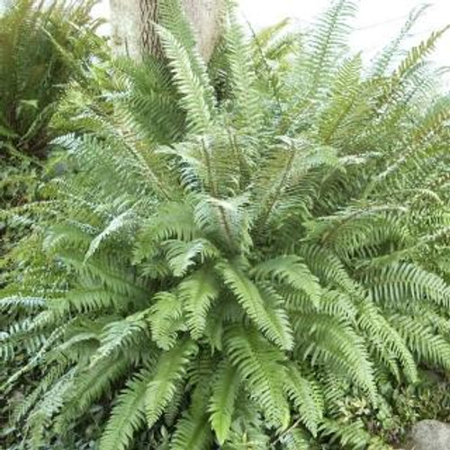 Polystichum munitum