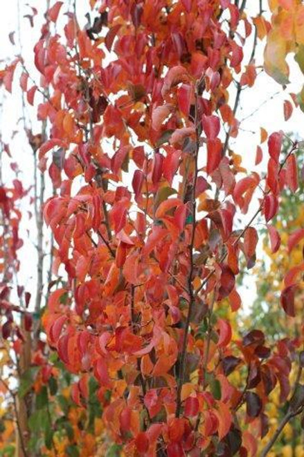 Pyrus calleryana 'Chanticleer'