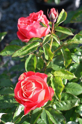 Rosa Livin' Easy (Floribunda) - Devil Mountain Wholesale Nursery