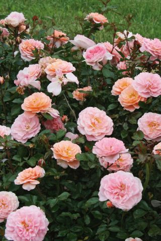Rosa Coral Drift® - Devil Mountain Wholesale Nursery