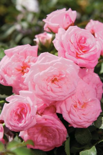 Rosa Drift® Sweet