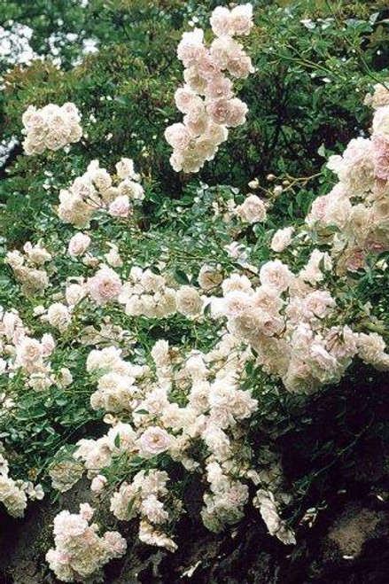 Rosa 'Sea Foam' (Shrub)